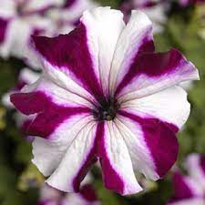 Tritunia Crimson Star Syngenta Flowers Flowers Bloom Petunias