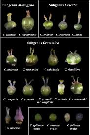Image result for Cuscuta cassytoides