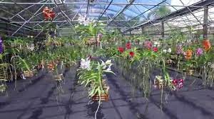 We would like to show you a description here but the site won't allow us. Sundance Orchids Bromeliads
