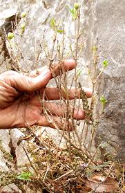 Image result for Bouvardia longiflora