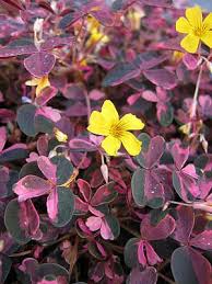It was packaged perfectly & didn't lose very many leaves at all!! Oxalis Plum Crazy Emerisa Gardens