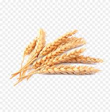 Download Wheat Png Images Background Toppng