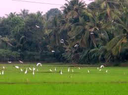 GK`s Riverview Homestay, Bed & Breakfast Kottayam