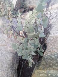 Image result for Pavetta catophylla