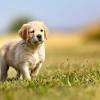 List of golden retriever mixed breed dogs. 1