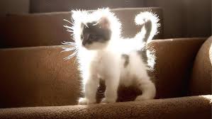 Image result for kittens