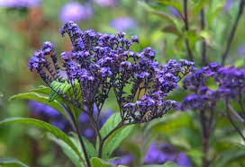 Image result for Heliotropium ciliatum