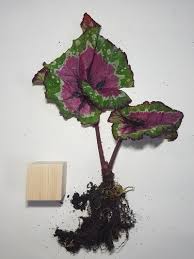 화려함의 식물! 베고니아 케이시 코윈(Begonia rex 'Casey Corwin')