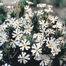 A pathway or in pots by a seasing area outside are two suggestions of ours. Night Phlox Midnight Candy Seeds From Mr Fothergill S Seeds And Plants
