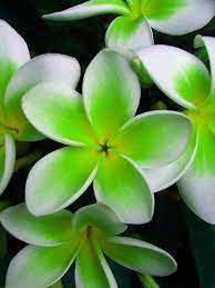 Pin On Hawaii Flowers