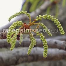 Image result for Burkea africana