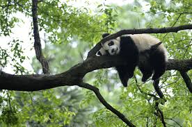 Image result for pandas