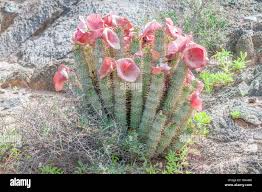 Image result for Hoodia