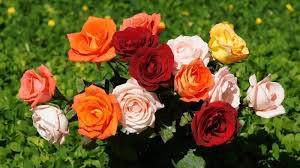 Selain karena warnanya yang cantik, mawar merah juga mudah didapatkan dan harganya relative terjangkau dibandingkan jenis lainnya. Beri Pacar Bunga Mawar Saat Valentine Ini Makna Di Balik Tiap Warnanya Putih Lambang Cinta Sejati Tribun Jatim