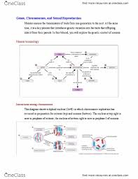 C) translocations and mistakes in meiosis. Mitosis And Meiosis 2n 8