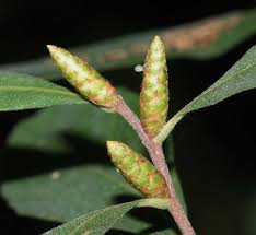 Image result for Myricaceae