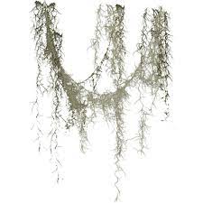 Angie S Spanish Moss Oak Tree Drawings Tree Drawing Tree Of Life Tattoo