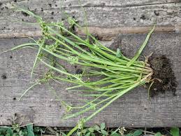 Image result for Cyperus margaritaceus