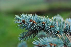 Picea pungens has a dense growth habit and generally does not require pruning, but it can be trimmed to control the size and shape. Dwarf Globe Blue Spruce Best Prices Buyevergreenshrubs Com