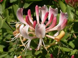 Use features like bookmarks, note taking and highlighting while reading honeysuckle season. Zhimolost Vyushayasya Posadka I Uhod Foto Sazhaem Sad