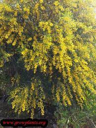 Acacia Saligna Tree Evergreen Plants Outdoor Plants Ornamental Plants