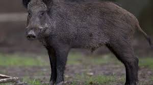 Chasse en battue, fermeture exceptionnelle. Ardennes 158 Sangliers Tues Lors D Une Battue Un Carnage L Express