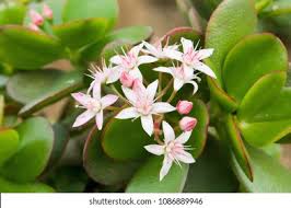 Image result for Crassulaceae