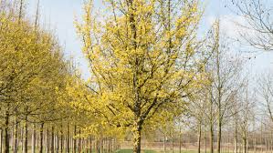 Image result for Cornus mas