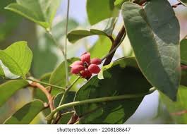 Image result for Sterculia tragacantha