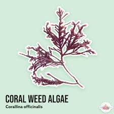 Image result for Microcoelia corallina