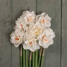 Acropolis Narcissus Bulb Johnny S Selected Seeds In 2020 Narcissus Bulbs Narcissus Flower Narcissus