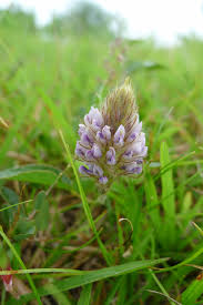 Image result for Uraria