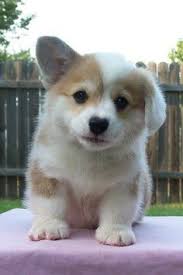 25 CORGIS ideas