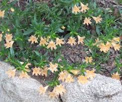 Image result for Disperis mozambicensis