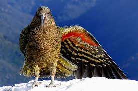 Bird With Orange Feathers Under Wings Birds With Orange Plumage Around The World Birds Beautiful Birds Orange Bird