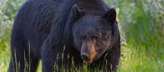 Bear Hunting In Canada Bookyourhunt Com