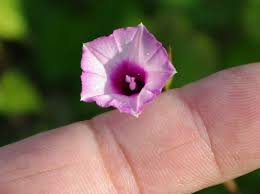 Image result for Ipomoea blepharophylla