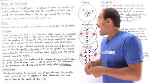 Animal cell mitosis and cytokinesis worksheet. Mitosis And Cytokinesis Youtube