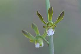 Image result for Eulophia leachii