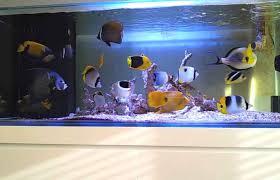 Untungnya, ada beberapa pilihan mudah bagi pemula yang bisa memberikan tampilan akuarium yang diinginkan. Tipe Pemeliharaan Pada Aquarium Air Laut Ivan Runa