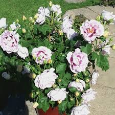 Introduced in united kingdom by warner's roses in 2007 as 'blue for you'. Rosa Pejbigeye Syn Rosa Eyes For You Rosa Blue Eyes Rose Eyes For You Floribunda Uploaded By Joannie A
