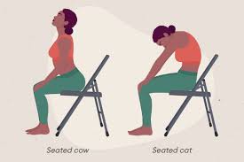 Seated Cat-Cow Stretch