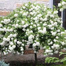 Caring for tree hydrangea plants. Hydrangea Standard Hydrangea Paniculata My Garden Life