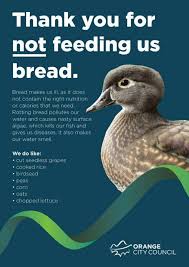 Bread just isn't one of them. Why Feeding White Bread To Wild Birds Kills Them Duck Farming What To Feed Ducks Duck Feed
