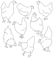 Print as many coloring pages as you want, and come back often to get even more. Free Printable Backyard Chicken Project