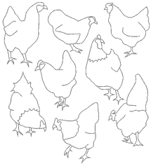 Free printable chicken pictures can offer you many choices to save money thanks to 15 active results. Free Printable Backyard Chicken Project