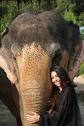 Elephant Jungle Sanctuary Phuket - 06-01-2024 Half Day Morning ...