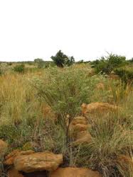 Image result for Indigofera melanadenia