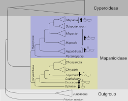 Image result for Hypolytrum goetghebeur