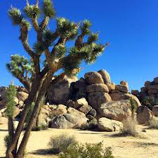 Joshua tree national park lies at the convergence of two deserts, the mojave and the colorado. Subtouring Las Vegas To Coachella Sights Joshua Tree National Park